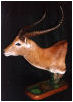 taxidermy hunting enthusiast hunter trophy taxidermy wall mounts south africa