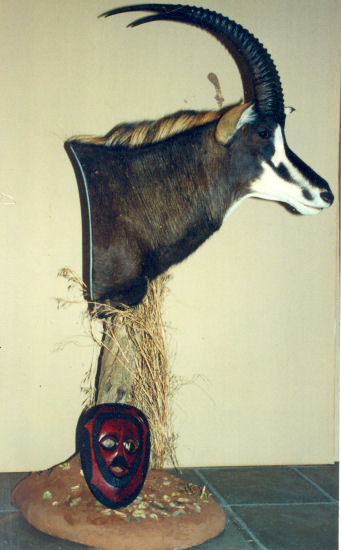 sable antelope Hunter Trophy | sable antelope  Taxidermy Wall Mounts - South Africa | Taxidermy For The Hunting Enthusiast