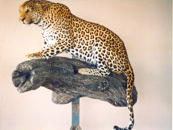leopard hunting trophy, leopard taxidermy