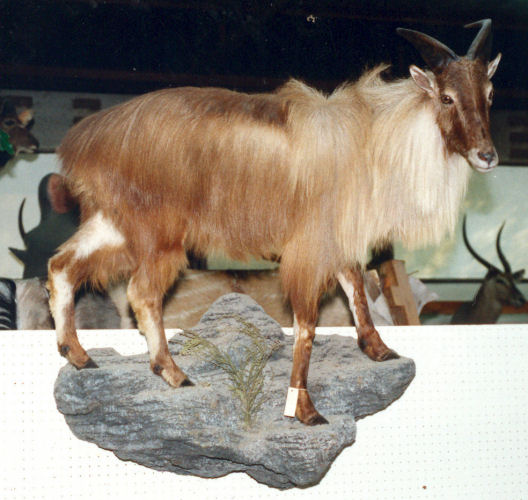mountain goat Trophy | mountain goat Taxidermy Wall Mounts - South Africa | Taxidermy For The Hunting Enthusiast