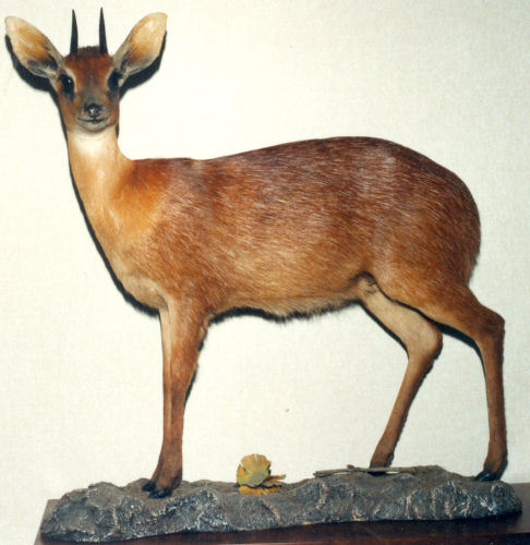 Duiker Hunter Trophy | duiker Taxidermy & Wall Mounts - South Africa | Taxidermy For The Hunting Enthusiast
