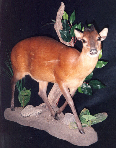 Duiker Hunter Trophy | Duiker Taxidermy Wall Mounts - South Africa | Taxidermy For The Hunting Enthusiast