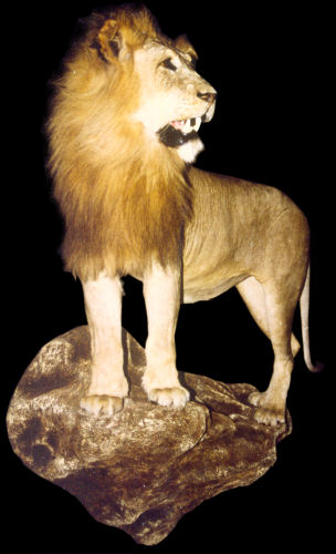 Lion Hunter Trophy | Lion Taxidermy Wall Mounts - South Africa | Taxidermy For The Hunting Enthusiast