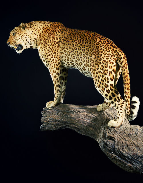 Leopard Hunter Trophy | Leopard Taxidermy Wall Mounts - South Africa | Taxidermy For The Hunting Enthusiast