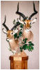 taxidermy hunting enthusiast hunter trophy taxidermy wall mounts south africa