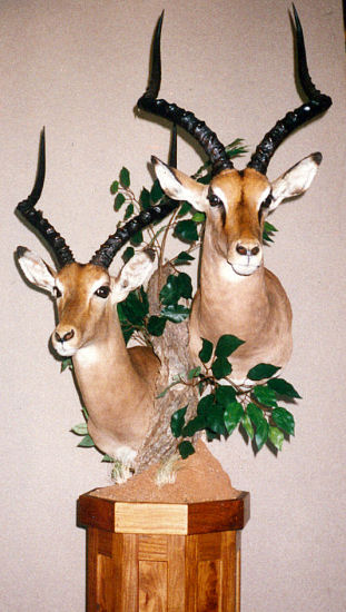 SpringBok & Impala hunting trophy, springbok & impala taxidermy