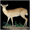 taxidermy hunting enthusiast hunter trophy taxidermy wall mounts south africa