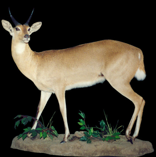 rooibok Hunter Trophy | rooibok Taxidermy Wall Mounts - South Africa | Taxidermy For The Hunting Enthusiast