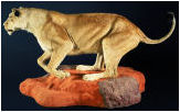 taxidermy hunting enthusiast hunter trophy taxidermy wall mounts south africa