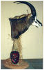 taxidermy hunting enthusiast hunter trophy taxidermy wall mounts south africa