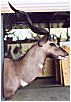 taxidermy hunting enthusiast hunter trophy taxidermy wall mounts south africa