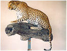 taxidermy hunting enthusiast hunter trophy taxidermy wall mounts south africa