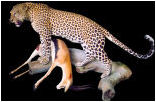 taxidermy hunting enthusiast hunter trophy taxidermy wall mounts south africa