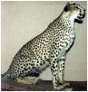 taxidermy hunting enthusiast hunter trophy taxidermy wall mounts south africa