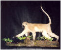 taxidermy hunting enthusiast hunter trophy taxidermy wall mounts south africa