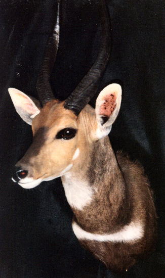 Buck Hunter Trophy | Buck Taxidermy Wall Mounts - South Africa | Taxidermy For The Hunting Enthusiast