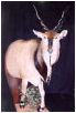 taxidermy hunting enthusiast hunter trophy taxidermy wall mounts south africa