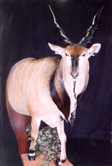 Giant Antelope Hunter Trophy | Giant Antelope Taxidermy Wall Mounts - South Africa | Taxidermy For The Hunting Enthusiast