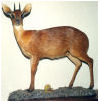 taxidermy hunting enthusiast hunter trophy taxidermy wall mounts south africa