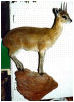 taxidermy hunting enthusiast hunter trophy taxidermy wall mounts south africa