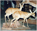 taxidermy hunting enthusiast hunter trophy taxidermy wall mounts south africa