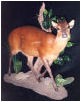 taxidermy hunting enthusiast hunter trophy taxidermy wall mounts south africa