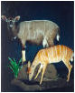 taxidermy hunting enthusiast hunter trophy taxidermy wall mounts south africa