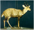 taxidermy hunting enthusiast hunter trophy taxidermy wall mounts south africa