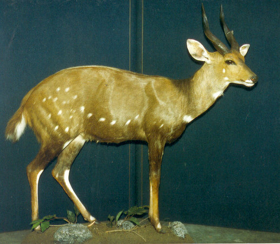 Sitatunga Hunter Trophy | Sitatunga Taxidermy Wall Mounts - South Africa | Taxidermy For The Hunting Enthusiast