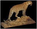 taxidermy hunting enthusiast hunter trophy taxidermy wall mounts south africa