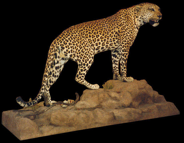Leopard Hunter Trophy | Leopard Taxidermy Wall Mounts - South Africa | Taxidermy For The Hunting Enthusiast