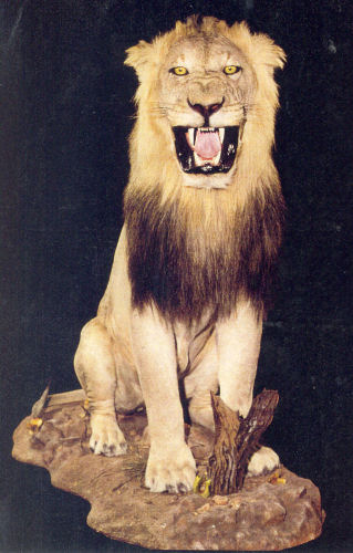 Lion Hunter Trophy | Lion Taxidermy Wall Mounts - South Africa | Taxidermy For The Hunting Enthusiast