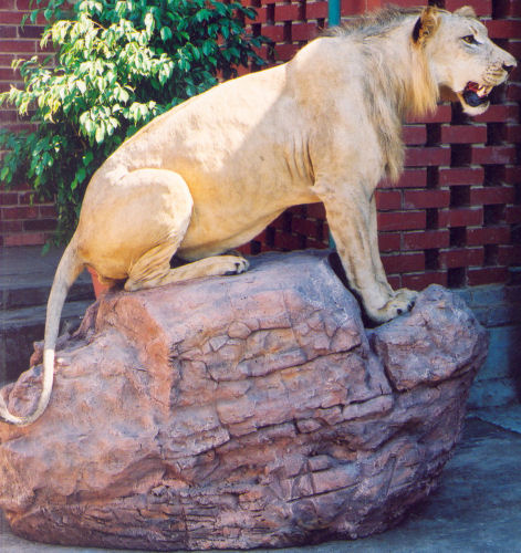 lion hunting trophy, lion taxidermy