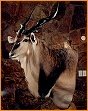 taxidermy hunting enthusiast hunter trophy taxidermy wall mounts south africa