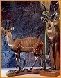 taxidermy hunting enthusiast hunter trophy taxidermy wall mounts south africa