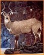 taxidermy hunting enthusiast hunter trophy taxidermy wall mounts south africa