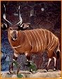 taxidermy hunting enthusiast hunter trophy taxidermy wall mounts south africa