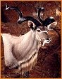 taxidermy hunting enthusiast hunter trophy taxidermy wall mounts south africa