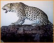 taxidermy hunting enthusiast hunter trophy taxidermy wall mounts south africa