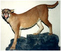 taxidermy hunting enthusiast hunter trophy taxidermy wall mounts south africa