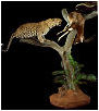 taxidermy hunting enthusiast hunter trophy taxidermy wall mounts south africa