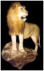 taxidermy hunting enthusiast hunter trophy taxidermy wall mounts south africa