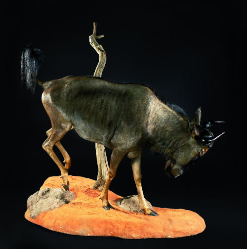 Wildebeast Hunter Trophy | Wildebeast Taxidermy Wall Mounts - South Africa | Taxidermy For The Hunting Enthusiast