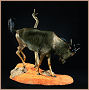 taxidermy hunting enthusiast hunter trophy taxidermy wall mounts south africa