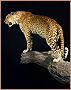 taxidermy hunting enthusiast hunter trophy taxidermy wall mounts south africa