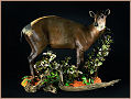 taxidermy hunting enthusiast hunter trophy taxidermy wall mounts south africa