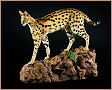 taxidermy hunting enthusiast hunter trophy taxidermy wall mounts south africa